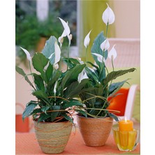 Serada Decor Plant Canlı Saksılı Spatıfılıum (Barış Çiçeği)