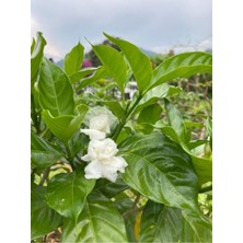 Serada Decor Plant Videolu Ful Yasemini (90 100 Cm)1 Adet Saksılı Çiçekli Iç/ Dış Mekan Biitkisi Jasmıne