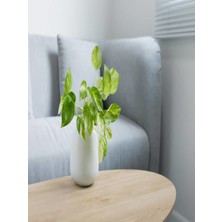 Serada Decor Plant Berceste Peyzaj Pothos Sarmaşığı Yerli Üretim Ev Bitkisi Ofis Bitkisi Salon Bitki