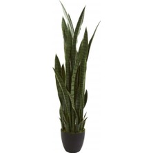 Serada Decor Plant Kılıç Çiçeği Paşa Kılıcı 40-60 cm Peygamber Kılıcı Ev Bitkisi Ofis Bitkisi Salon Bitkisi 3 Köklüdür