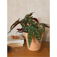 Serada Decor Plant Begonia Maculata / Çilli Begonya