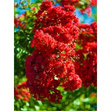 Serada Decor Plant Videolu Kırmızı Renkli Oya Çiçeği Fidanı (30 80 Cm)1 Adet Dış Mekan Ağaç Lagerstroemia Indica