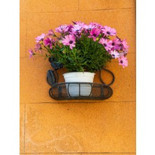 Serada Decor Plant Bodrum Papatyası (30 40 Cm) 1 Adet Saksılı Çiçekli Bodur Bitki Osteospermum Fruticosum