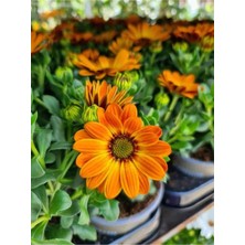 Serada Decor Plant Videolu 1 Adet Turunculu Bodrum Papatyası Çiçeği 20-30 cm Tüplü Çiçekli Bodur Bitkiler Bodrum Daisy