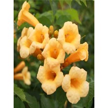Serada Decor Plant Videolu 1 Adet Sarı Acem Borusu Çiçeği 30-60 cm Saksılı Çiçekli Bodur Bitkiler Campsis Radicans