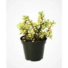 Serada Decor Plant Portulacaria Afra Variegata,fil Azığı Yeşim 5,5 Sukulent Saksısında Dolgun Formlu