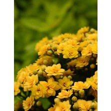 Serada Decor Plant Videolu 1 Adet Sarı Renk Kalanşo (Emel Hanım) Çiçeği 10-20 cm Saksılı Çiçekli Bodur Bitki Kalanchoe