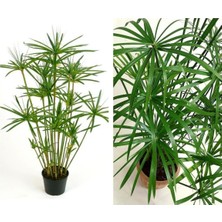 Serada Decor Plant Japon Şemsiyesi Çiçeği – Cyperus Alternifolius Saksılı 50 - 70 cm