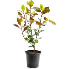 Serada Decor Plant Videolu Alev Çalısı Kırmızı Yaprak (30 50CM)1 Adet Saksılı Dış Mekan Sarmaşık Photinia Serratifolia