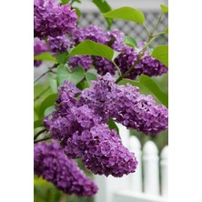 Serada Decor Plant Videolu 1 Adet Kokulu Leylak Çiçeği 30- 60 cm Saksılı Çiçekli Bodur Bitkiler Lilac