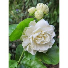 Serada Decor Plant Videolu Hoş Kokulu 1 Adet Katmerli Ful Yasemin 20-35CM Tüplü Çiçekli Bodur Bitkiler Jasminie