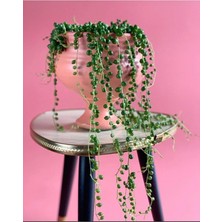 Serada Decor Plant Tespih Çiçeği Inci Tanesi Askılı Büyük Saksı Senecio Rowleyanus Kaktüs