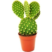 Serada Decor Plant Tavşan Kulağı Kaktüs Altın Renk Opuntia Microdasys Albata Kaktüs Sukulent