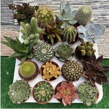 Serada Decor Plant 10 Adet 5+5 Kaktüs Sukulent Seti