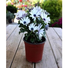 Serada Decor Plant Videolu Beyaz Bodrum Papatyası (30 50 Cm)1 Adet Saksılı Osteospermum Fruticosum