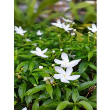 Serada Decor Plant Videolu Kokulu 1 Adet Ful Yasemin Çiçeği 20-40 cm Tüplü Çiçekli Bodur Bitkiler Jasminie