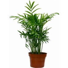 Serada Decor Plant 3'lü Ev Ofis Iç Mekan Canlı Bitki Seti Pilea & Areka Palmiyesi & Tesbih Çiçeği