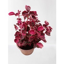 Serada Decor Plant Iresine Herbstii -Çingene Şalvarı Çiçeği Yaprak Güzeli Çiçeği Iç Mekan Bitkisi