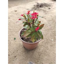 Serada Decor Plant Dikenler Tacı