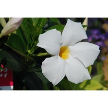 Serada Decor Plant Videolu 3'lü Beyaz Renk Mandevilla Sarmaşığı Çiçeği 40-60 cm Tüplü Çiçekli Bodur Bitkiler