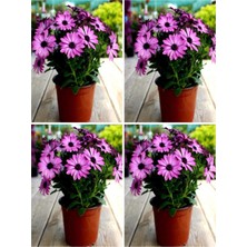 Serada Decor Plant Videolu Bodrum Papatyası (20 50 Cm)4 Adet Saksılı Çiçekli Bodur Bitki Osteospermum Fruticosum