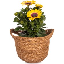 Serada Decor Plant Videolu Sarı Bodrum Papatyası (30 50 Cm)1 Adet Saksılı Çiçekli Bodur Bitki Osteospermum Fruticosum