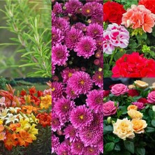 Serada Decor Plant Videolu 8'li Karışık Mezarlık Üstü Için Çiçekler (Kabristan) 5-15 cm Tüplü Çiçekli Bodur Bitkiler