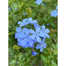 Serada Decor Plant Videolu 1 Adet Zarif Görünümlü Mavi Yasemin Çiçeği 30-40 cm Tüplü Çiçekli Bodur Bitki Blue Jasminie