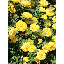 Serada Decor Plant Videolu Yediveren Sarı Renkli(50 70 Cm) 1 Adet Saksılı Aşılı Gül Yllow Rose