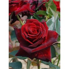 Serada Decor Plant Videolu Yediveren Koyu Kırmızı Yoğun Kokulu (50 70 Cm)1 Adet Saksılı Aşılı Gül Red Rose