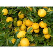 Serada Decor Plant Ev Içerisinde Saksı Yetiştiriciliğine Uygun Yediveren Limon Fidanı