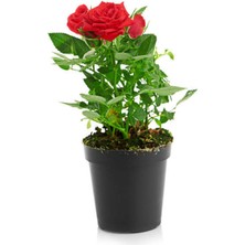 Serada Decor Plant Videolu Yediveren Kırmızı Renkli Yoğun Kokulu(50 70 Cm) 1 Adet Saksılı Aşılı Gül Red Rose