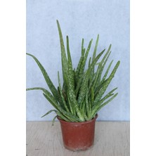 Serada Decor Plant Aleovera Bitkisi 30-40 cm