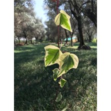 Serada Decor Plant Hedera Sarmaşık Alacalı Yaprak