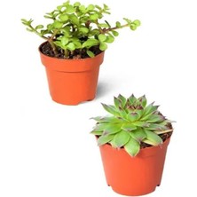 Serada Decor Plant 2'li Set Crassula Portulacaria Afra Succulent Sempervivum Sukulent Dolgun Formlu