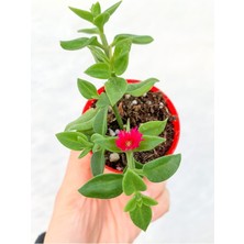 Serada Decor Plant Videolu 1 Adet Pembe Buz Çiçeği (Yer Örtücü) 5-15 cm Tüplü Çiçekli Bodur Bitkiler Mesembryanthemum
