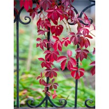 Serada Decor Plant Videolu Amerikan Sarmaşığı (50 60 Cm) 1 Adet Saksılı Dış Mekan Parthenocissus Guinquefolia