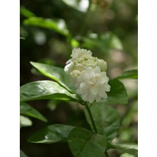 Serada Decor Plant Videolu Katmerli Ful Yasemin Çiçeği (70 90 Cm)1 Adet Saksılı Çiçekli Dış Mekan Bitkisi Jasminum