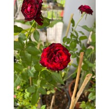 Serada Decor Plant Videolu Yediveren Koyu Kırmızı Yoğun Kokulu (50 70 Cm)1 Adet Saksılı Aşılı Gül Red Rose