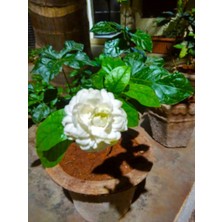 Serada Decor Plant Katmerli Ful Yasemin Kokulu Saksılı