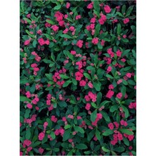 Serada Decor Plant Serada Decor&plant Dikenler Tacı Çiçekli Ithal Hollanda Milli (Kırmızı)