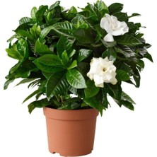 Serada Decor Plant Serada Decor&plant Gardenya Jasminoides Kokulu Gardenya Ev ve Ofis Bitkisi Dolgun Formlu 1.kalite
