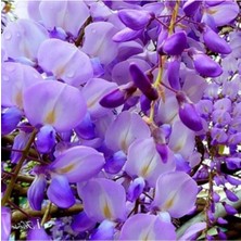 Serada Decor Plant Wisteria Sinensis Kokulu Çin Morsalkım Mor Salkım Fidanı 20-40 cm