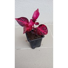 Serada Decor Plant Yaprak Güzeli