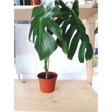 Serada Decor Plant Deve Tabanı Monstera Deliciosa