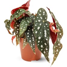 Serada Decor Plant Serada Decor&plant Begonia Maculata / Çilli Begonya (35 Cm)