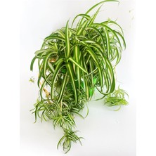 Serada Decor Plant Chlorophytum Comosum / Kurdele Çiçeği