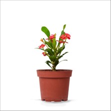 Serada Decor Plant Eforbia Dikenler Tacı Kırmızı Çiçekli