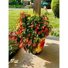 Serada Decor Plant Videolu Çalı Minesi Lantana Çiçeği (20 50 Cm)1 Adet Saksılı Çiçekli Bodur Bitki Lantana Camara L.