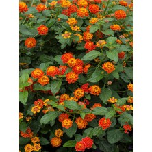 Serada Decor Plant Videolu Çalı Minesi Lantana Çiçeği (20 50 Cm)1 Adet Saksılı Çiçekli Bodur Bitki Lantana Camara L.